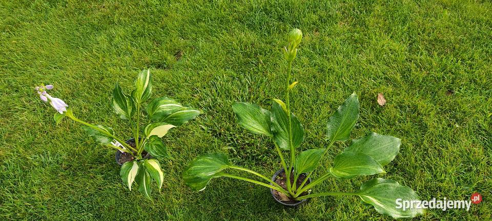Hosta The Sweetest Thing Opole