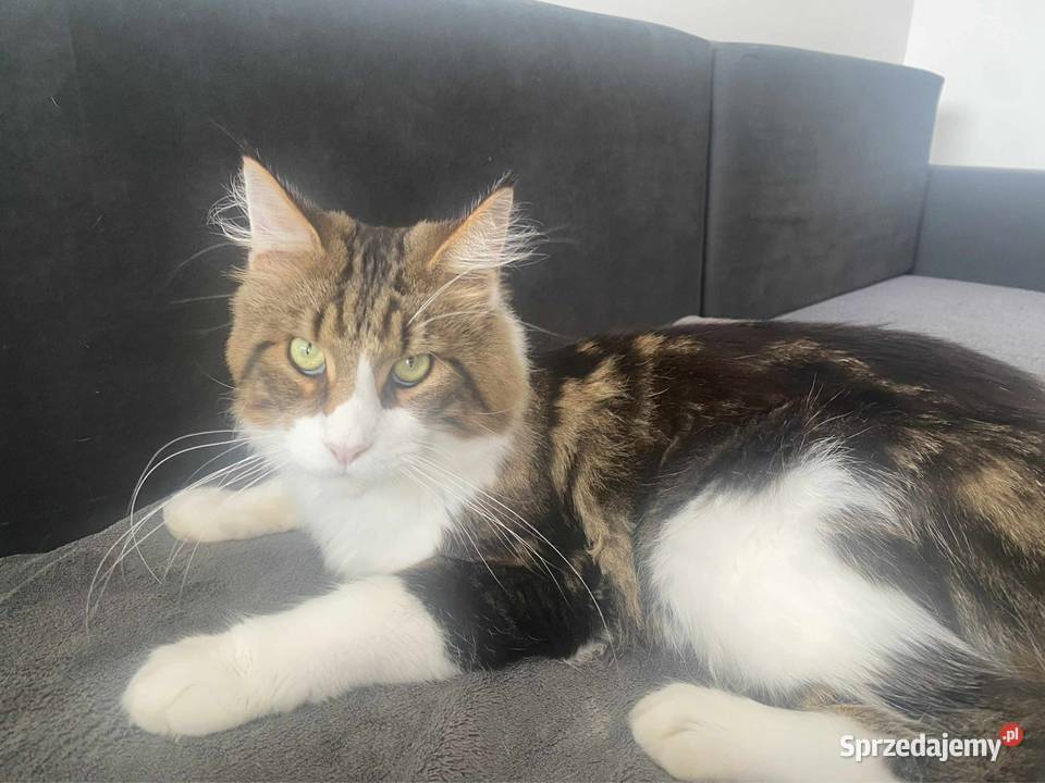 Maine Coon reproduktor Wrocław