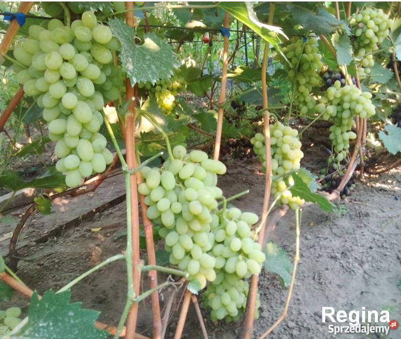 Elitarne winorośle z Ukrainy małopolskie Kraków sprzedam