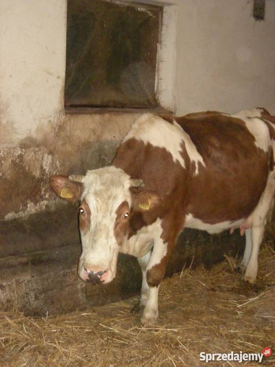 Krowa cielna czerwonobiała Krakuszowice sprzedam