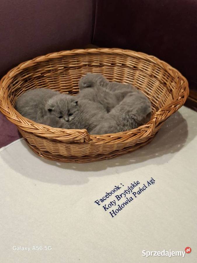 Kotka Brytyjska niebieska krótkowłosa Świebodzin