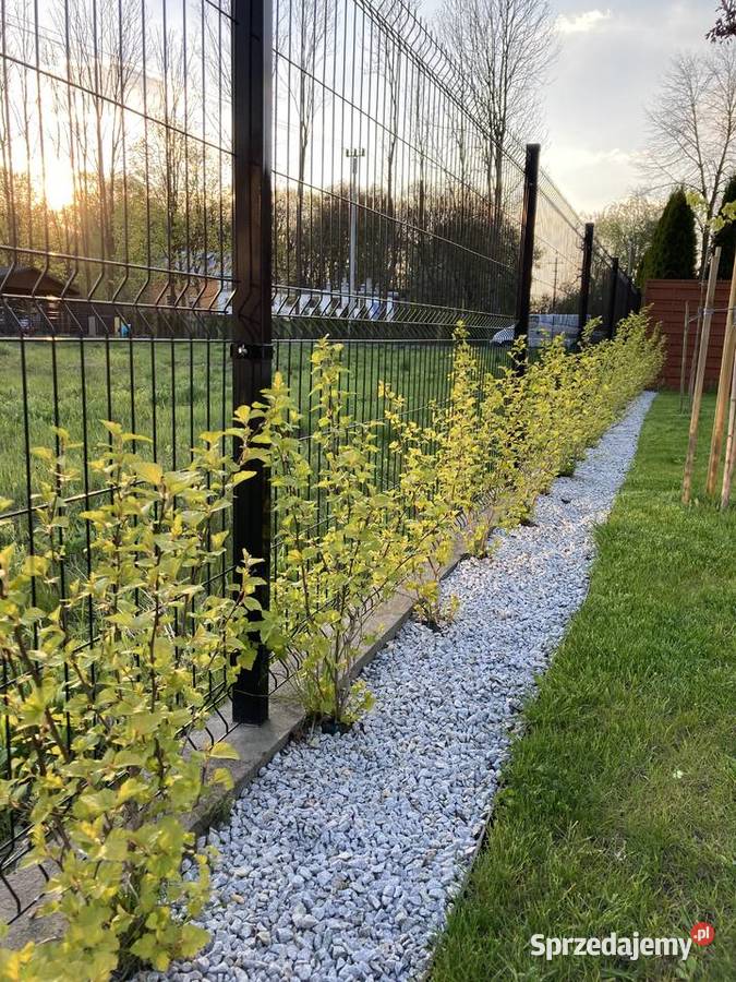 Pęcherznica kanolistna Kraków