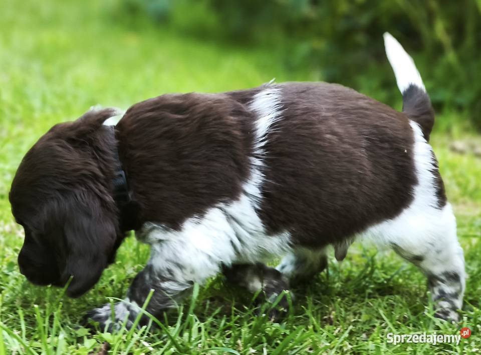 Polski Spaniel Myśliwski szczenięta Rabka-Zdrój