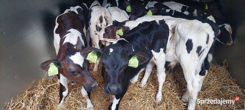 Byczki Jałoszki Mięsne Łochów