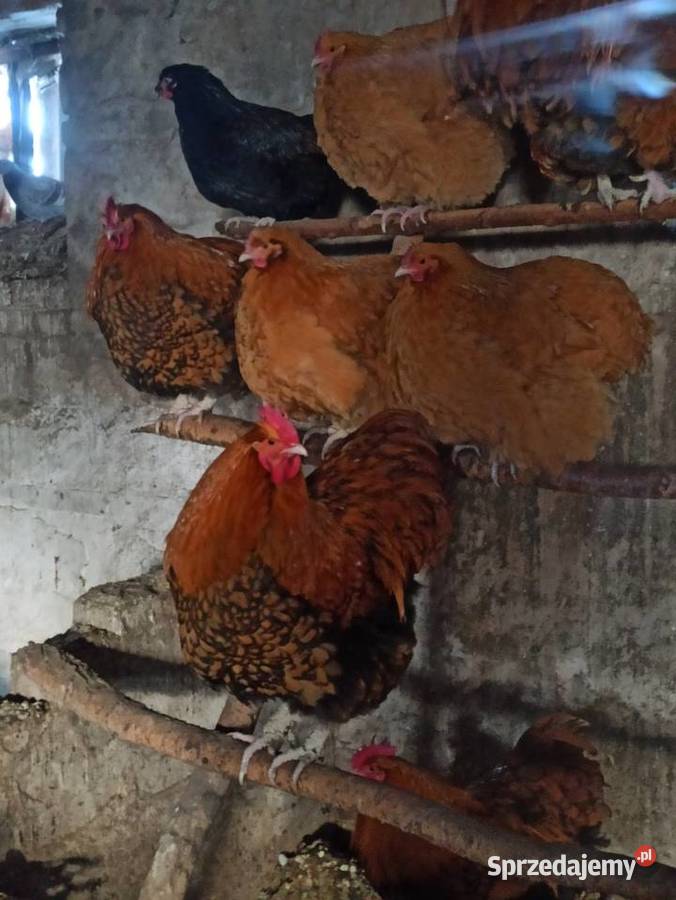Koguty zargodowe i kogut silka koguty orpington