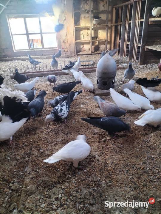 Sprzedam golembie pocztowe Ptaki Szubin