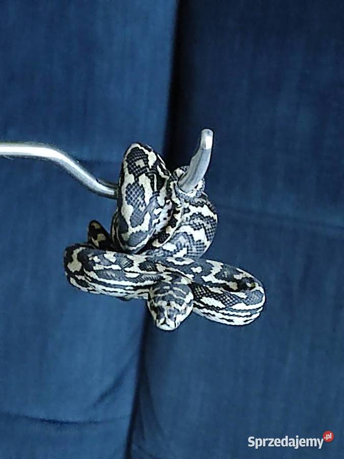 morelia spilota variegata pyton dywanowy samiec śląskie Katowice