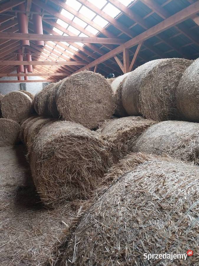 Sprzedam słomę przenną świętokrzyskie Waśniów