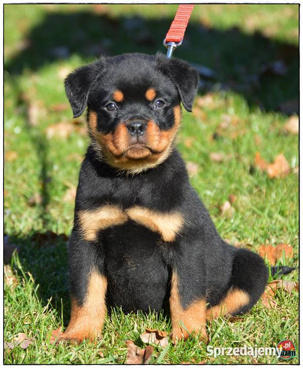 Rottweiler samiec Smyków