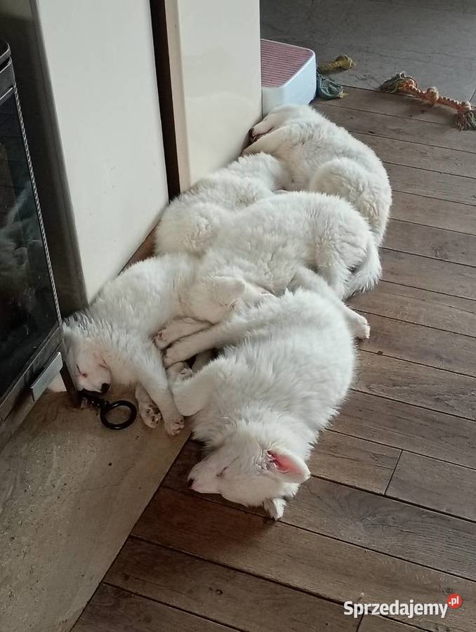 Szczeniaki Lajka Jakucka Smyków sprzedam