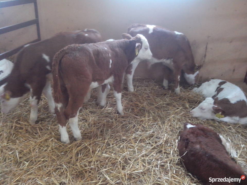 Cielaki mieszańce simental RW HO jałówki Dąbrowa Wielka