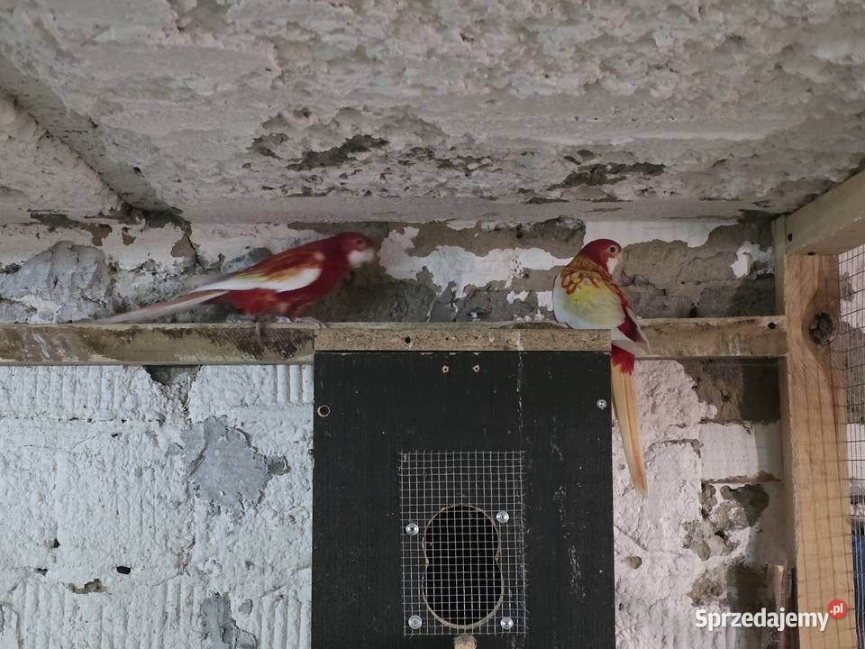 Rozella białolica rubino para Ptaki wielkopolskie Wolkowo