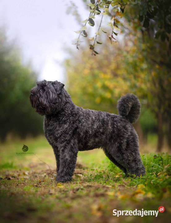 Bouvier des Flandres szczenięta lubelskie