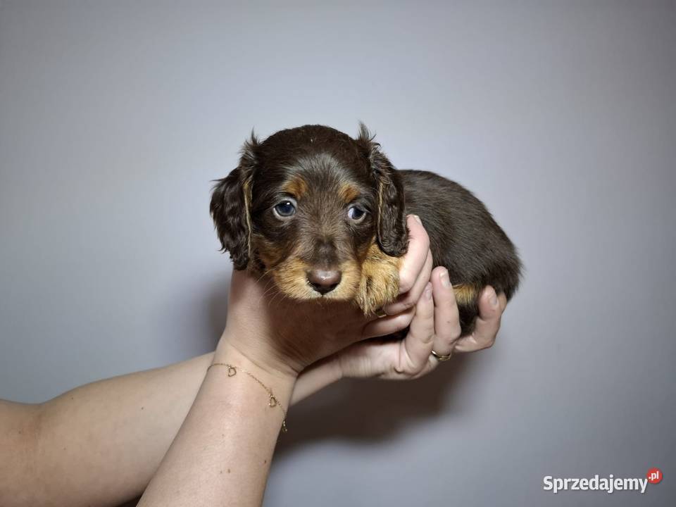 Jamnik długowłosy czekoladowy merle Dauschaund Żychlin
