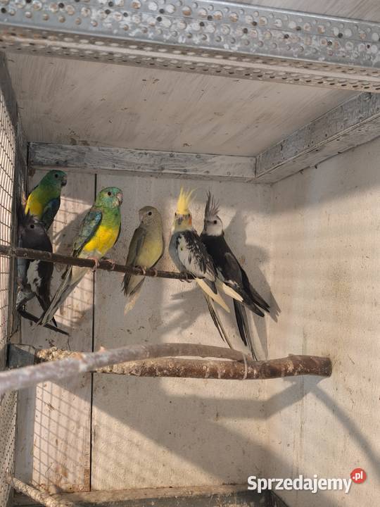 Świergoty papugi tegoroczne Sędziszów Małopolski