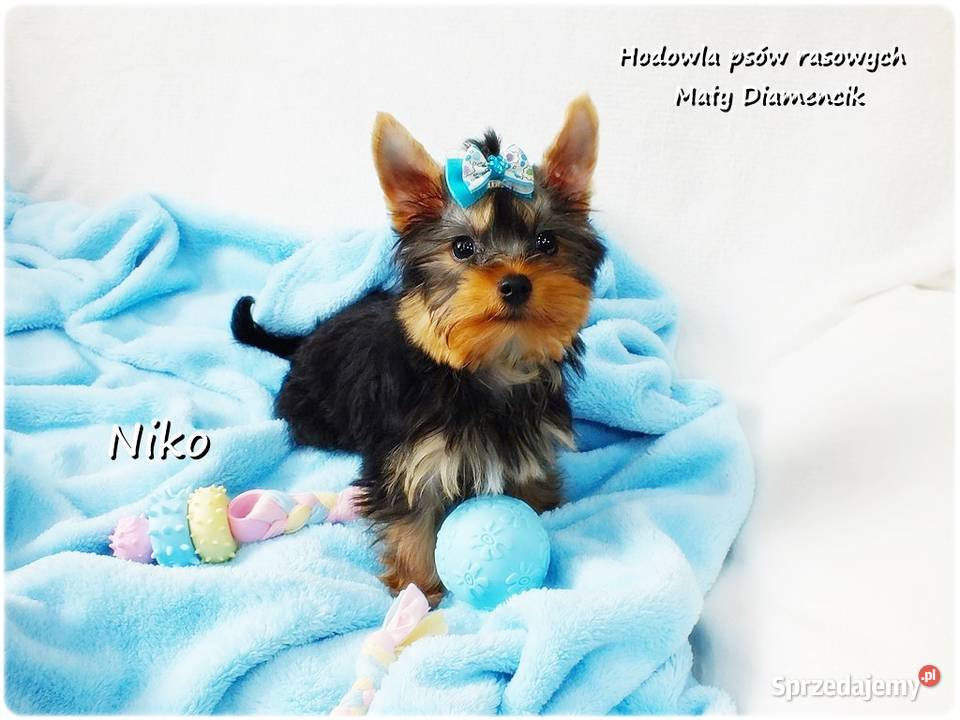 Yorkshire Terrier Malutki Mini Piesek NIKO z Żary