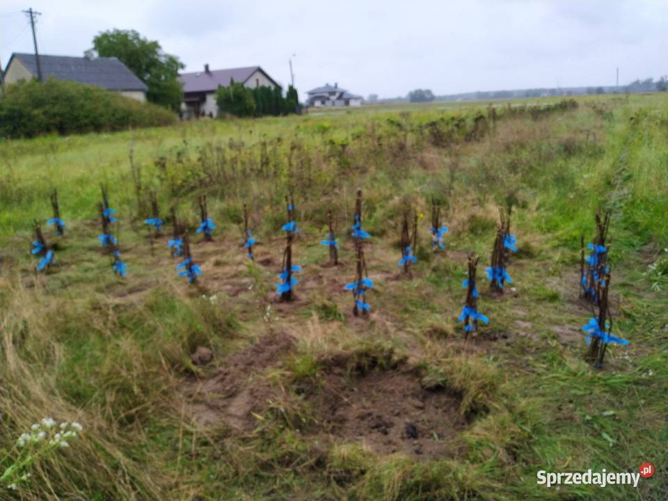 Działka budowlano rolno usługowa 3850 m2 38zł/m2 Sprzedaż mazowieckie sprzedam
