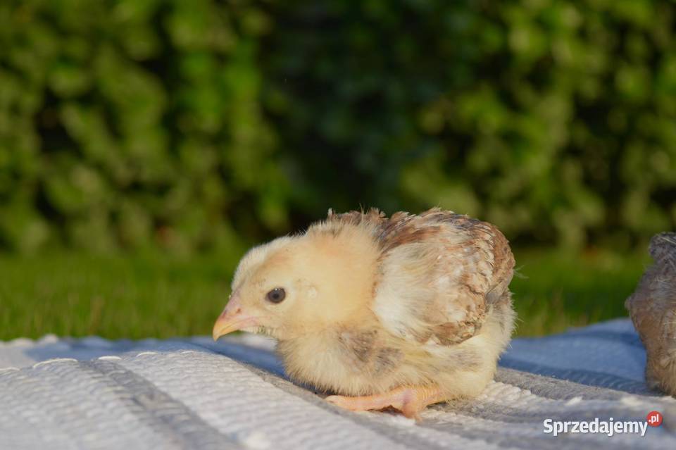 Kurczaki Oleśnica sprzedam