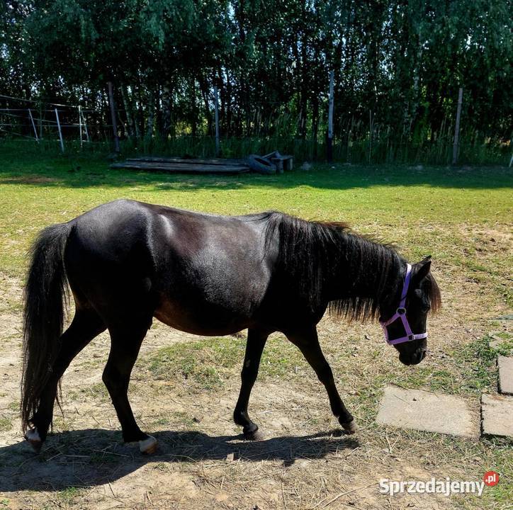 Kucyk wałach Kraków