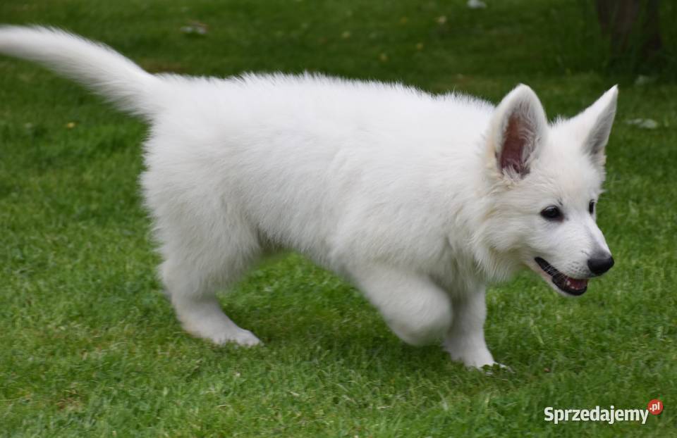 Biały Owczarek Szwajcarski