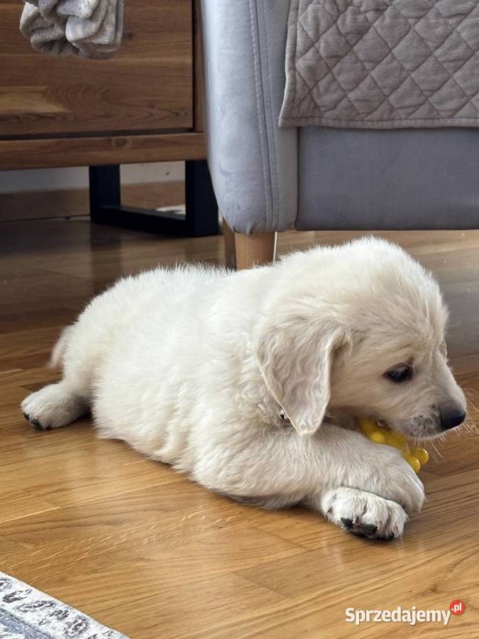 Szczenięta Golden Retriever ZKwP FCI Bierna