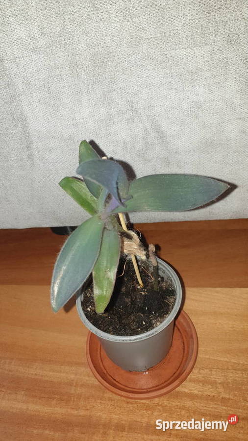 Setkrezja purpurowa trzykrotka do domu i na Warszawa