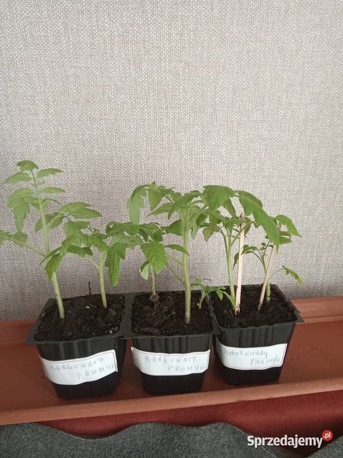 Sadzonka pomidora karłowatego Promyk Łódź sprzedam