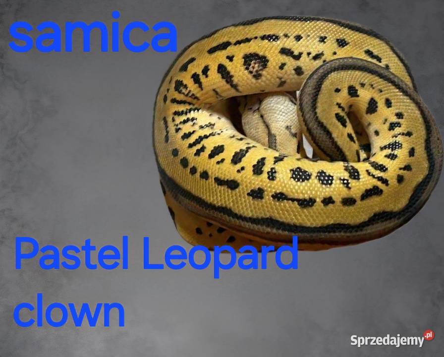 Pyton królewski samica Gady i płazy Puławy