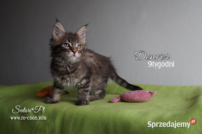 Maine Coon kocięta z rodowodem WCF Bydgoszcz sprzedam