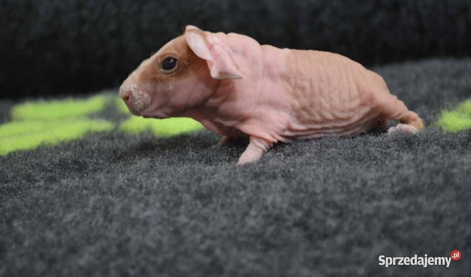 Świnka morska skinny kawia domowa cavia świnki Opole