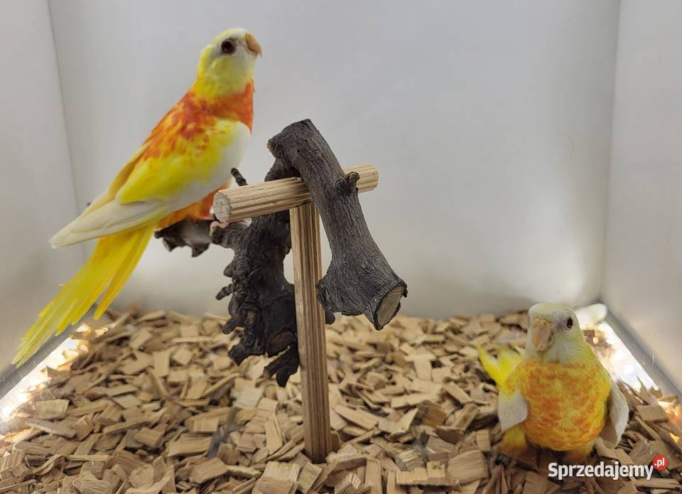 łąkówki wspaniałe Teresin