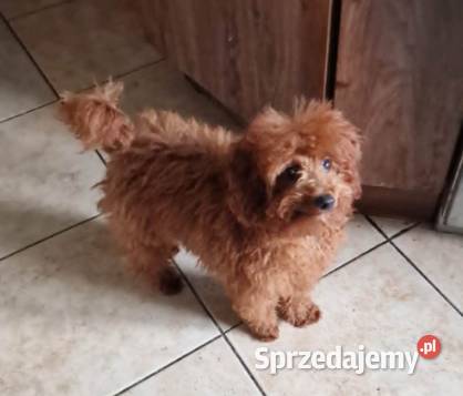 Pudel ToyMiniaturka śliczny piesek pudelek red Częstochowa
