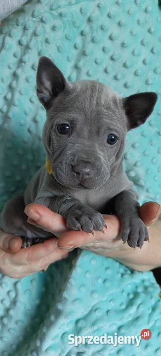 Thai Ridgeback Dog szczenięta Pozostałe Tarnów
