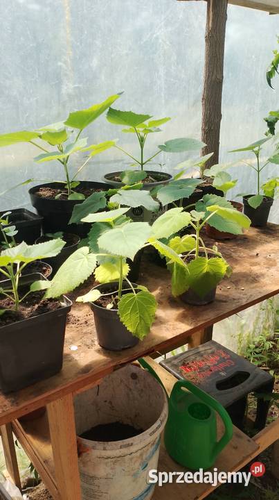 Paulownia 30 sztuka świętokrzyskie Czarzyzna