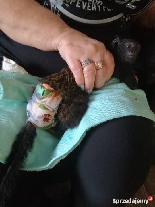 Tamaryna złotoręka roczny samiec