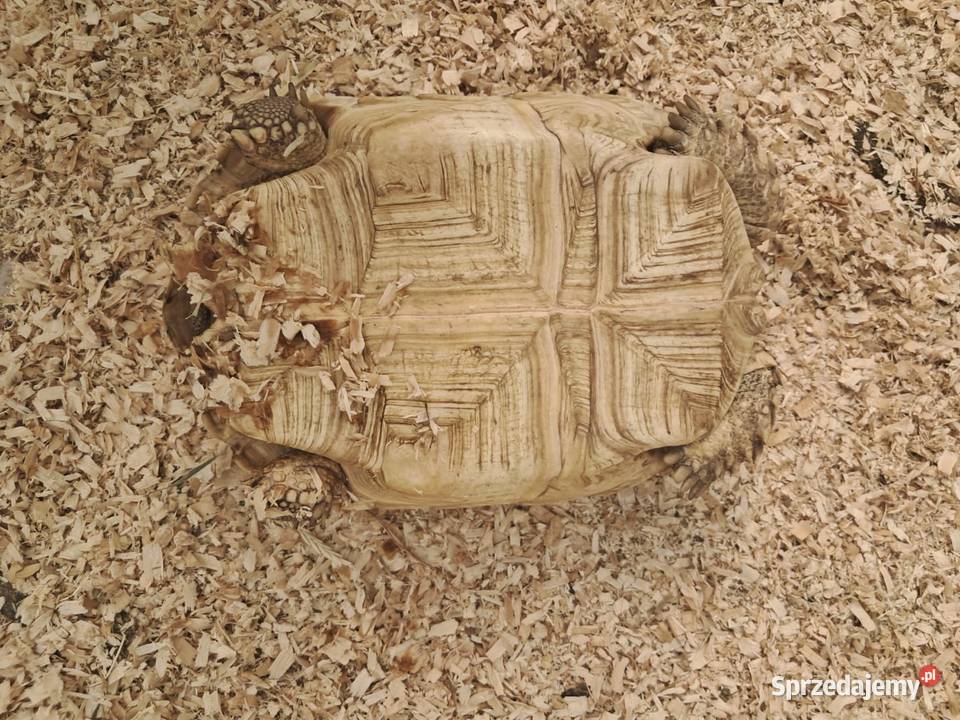 Żółw Pustynny Sulcata 23 transport cała Polska Poznań