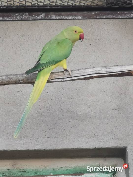 Aleksandretta obrożna samica Rypin