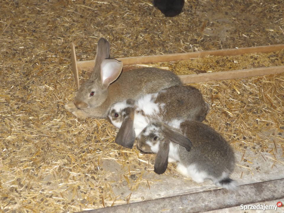 Króliki Baran Francuski i Olbrzym Belgijski Pozostałe Solec