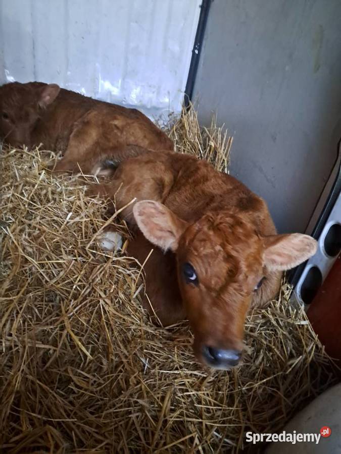 Cielaki mieszańce Klonownica Mała