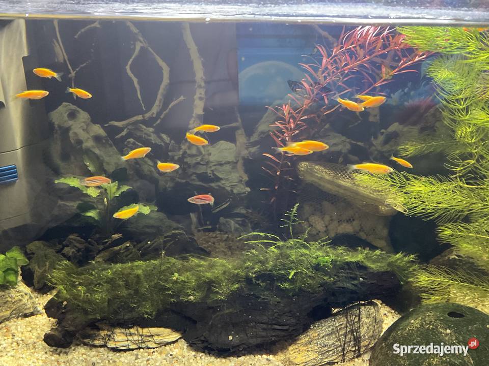 Danio Fluo Pomaranczowe Ryby Sosnowiec sprzedam
