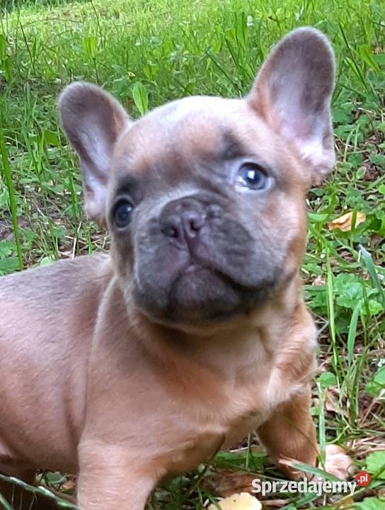 Buldog francuski piekny piesek Pabianice