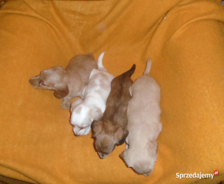 Jamnik długowłosy miniaturowy kremowy złoty Żychlin sprzedam