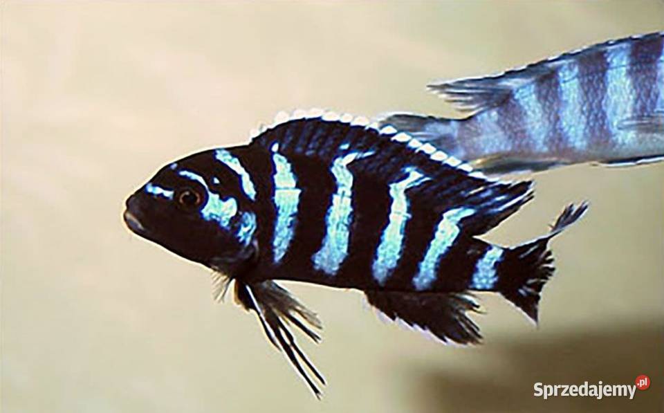 Chindongo demasoni Malawik pasiasty SZEROKA pomorskie Gdańsk