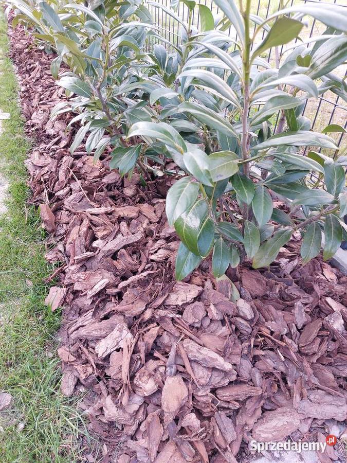 Kora sosnowa Ziemia uniwersalna Torf Kompost Nasielsk