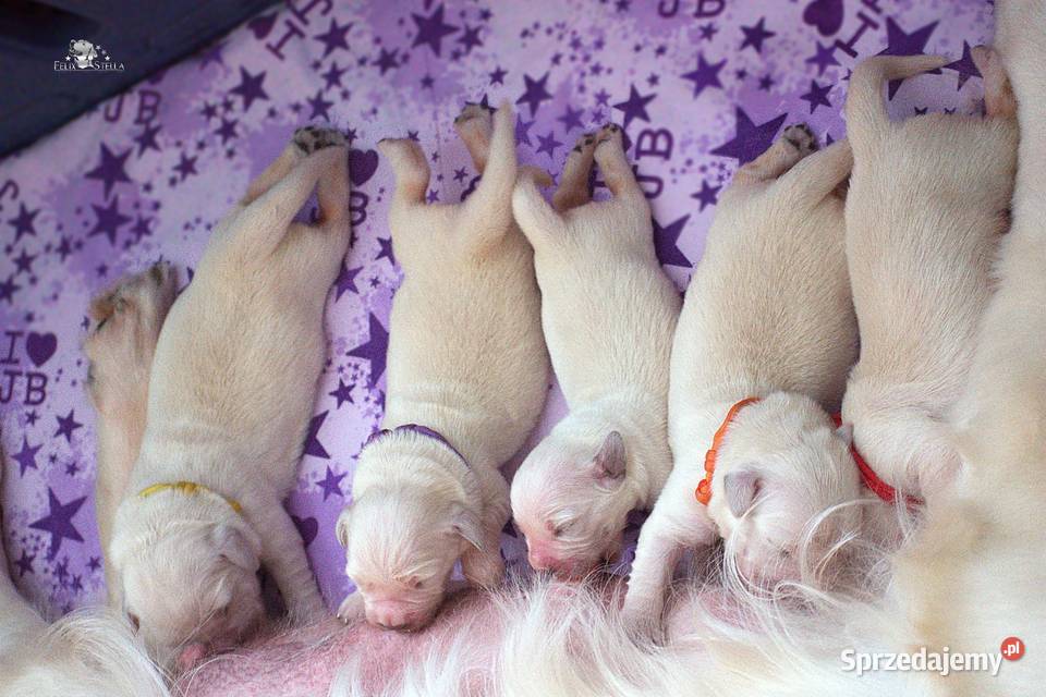 Sprzedam szczenięta golden retriever ZkwPFCI Toruń sprzedam