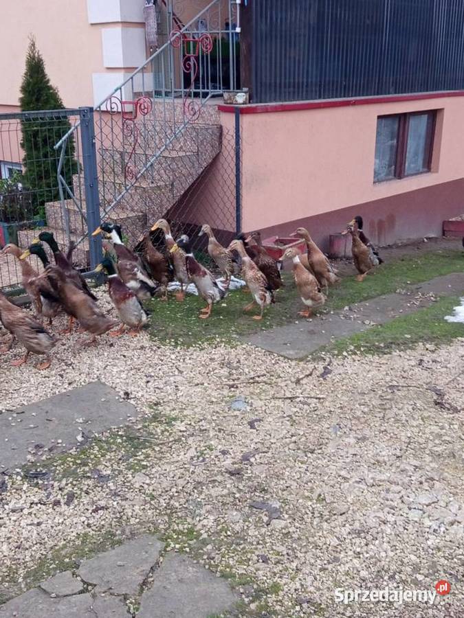 Sprzedam gęsi białe kaczki biegusy 100 do uzg
