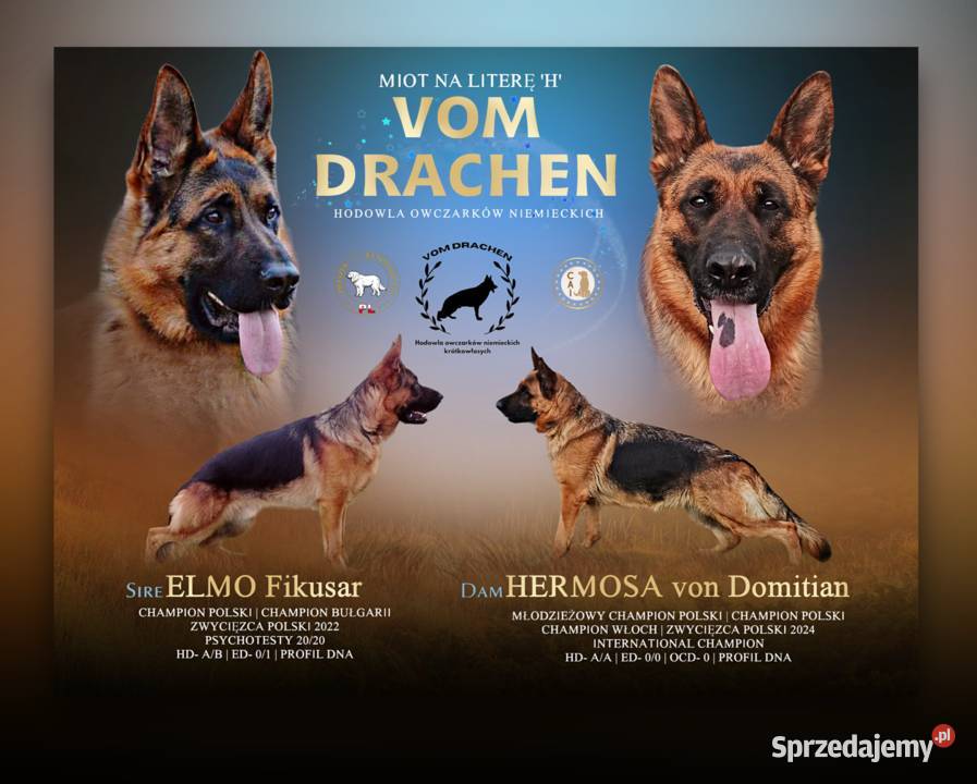 Szczeniak owczarek niemiecki krótkowłosy sprzedam