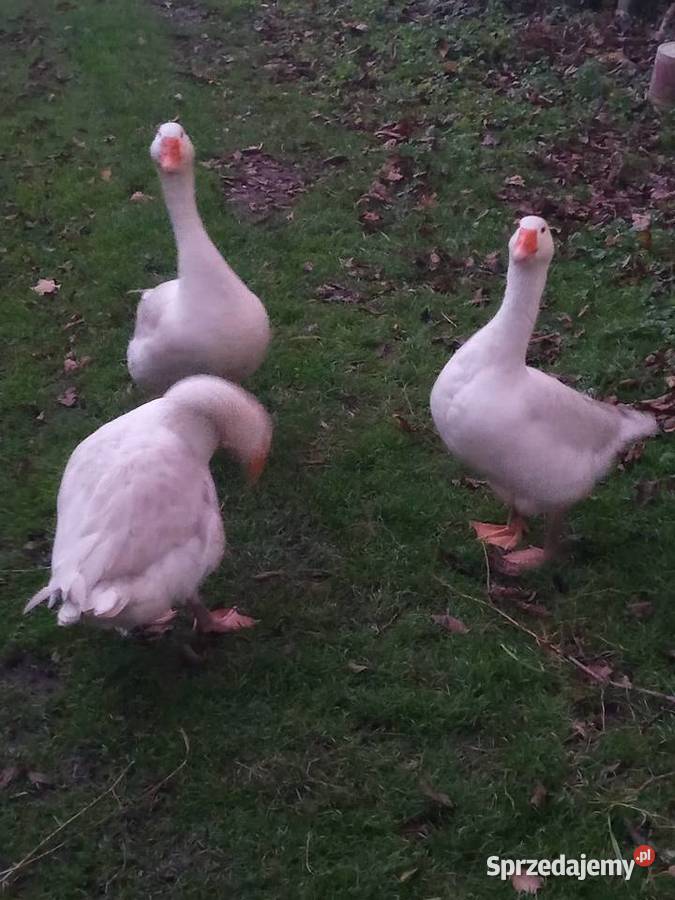 Gęsi tegoroczne z wolnego wybiegu