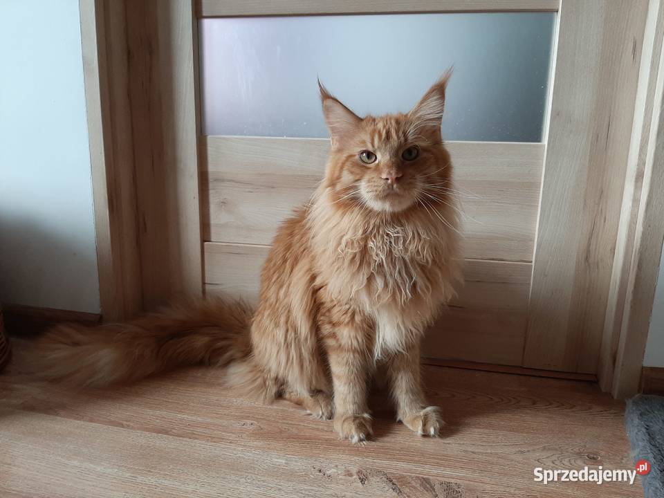 Maine Coon 8 miesieczne rodzenstwo szuka domku Kraków