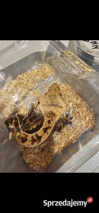 Gekon orzęsiony Lili white red harley Quinn Koszalin